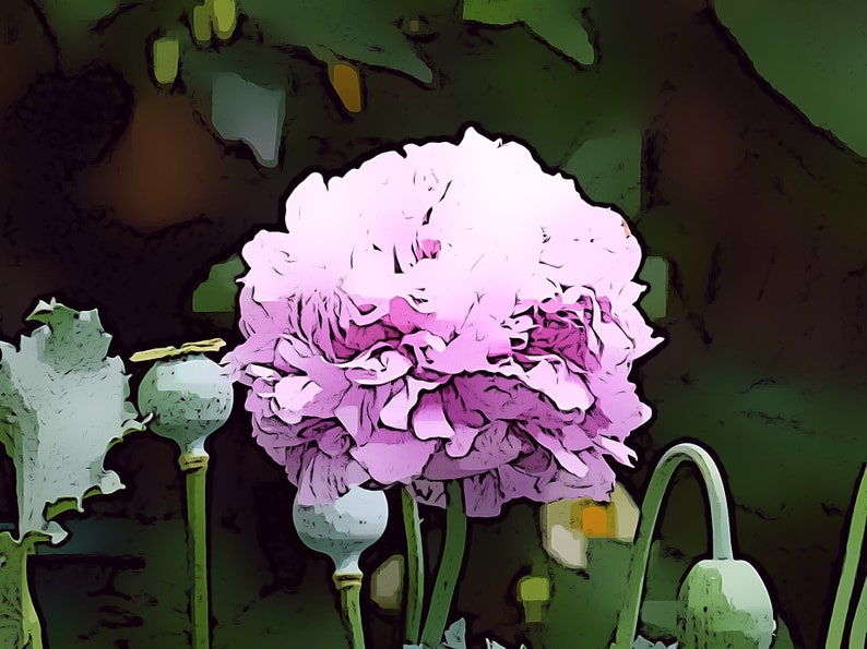 Lovely Lilac Peony Poppy Flower Seeds image 7