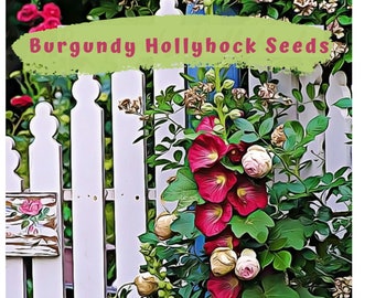 Hollyhock Burgundy Flower Seeds