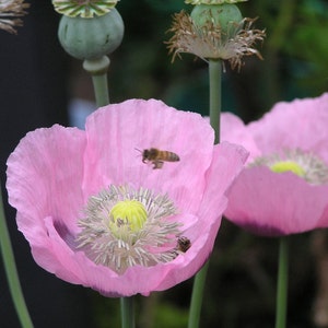 Giant Pink Poppy 1000 plus Seeds Bild 3