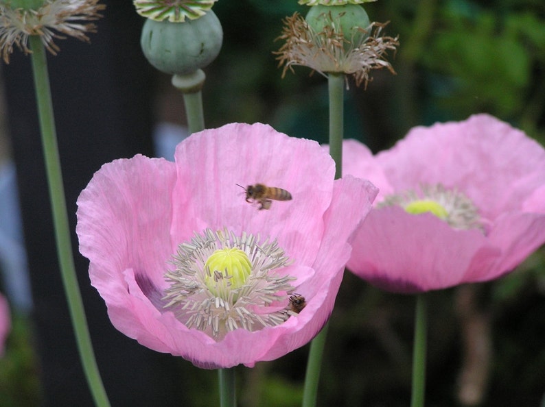 Giant Pink Poppy 1000 plus Seeds Bild 3