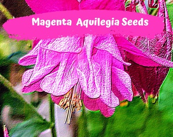 Aquilegia, Granny's Bonnet, Columbine  Magenta Pink Pink Flower Seeds