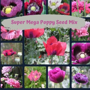 Super Mega Mix Poppy Flower Seeds 1000 plus