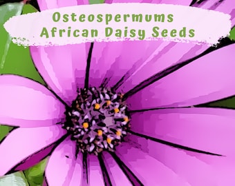 Osteospermums -  African Daisy Flower Seeds