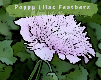 Lovely Lilac Feathers Poppy Seeds