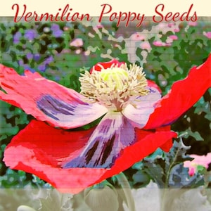 Vermilion Poppy Flower Seeds