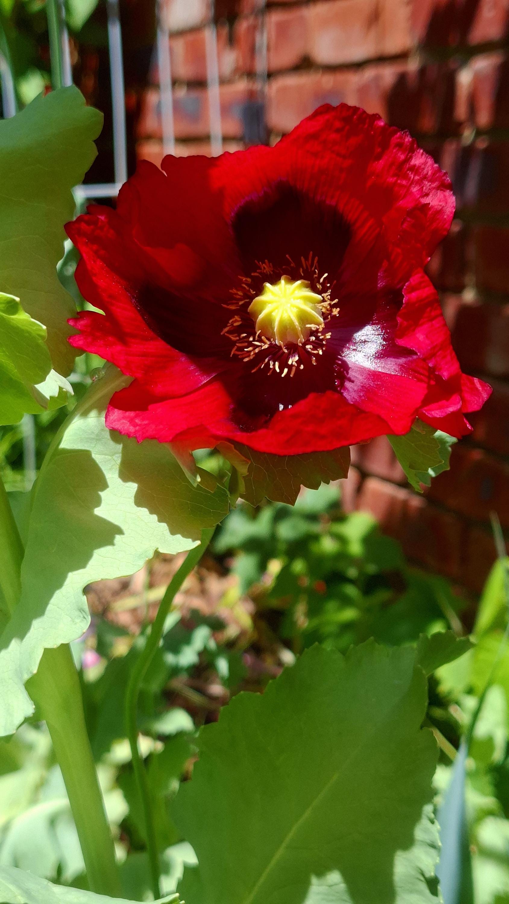 Ruby Poppies Red Ruby Poppy 100 Plus Seeds - Etsy Australia