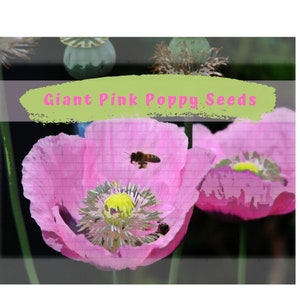 Giant Pink Poppy 1000 plus Seeds image 1