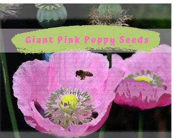 Giant Pink Poppy Mix Flower 200 plus Seeds