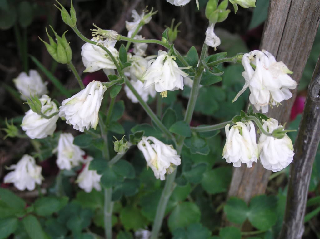 The Whites Flower Seeds 5pack Etsy