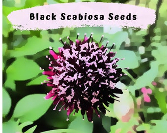 Sweet Scabiosa Gothic Black Flower Seeds