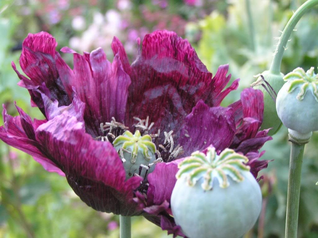 Deep Purple Poppy Flower Seeds Etsy Australia