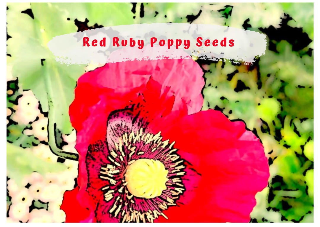 Ruby Poppies Red Ruby Poppy 100 Plus Seeds - Etsy Australia