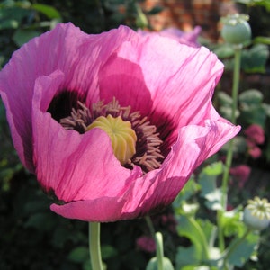 Giant Pink Poppy 1000 plus Seeds Bild 4