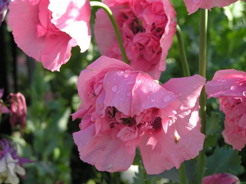 Giant Pink Poppy 1000 plus Seeds Bild 2