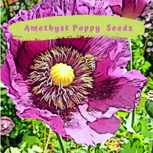 Adorable Amethyst Poppy Flower Seeds