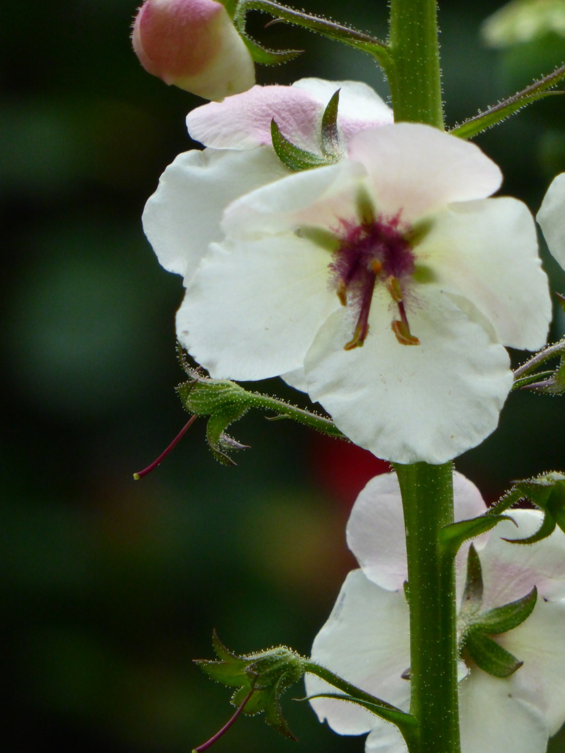 The Whites Flower Seeds 5pack Etsy