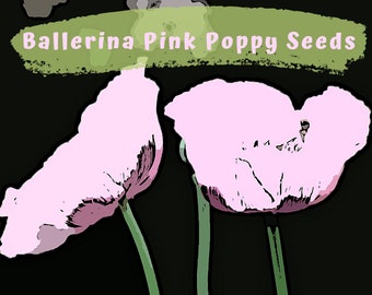 Ballerina Pink Single Poppy Flower Seeds