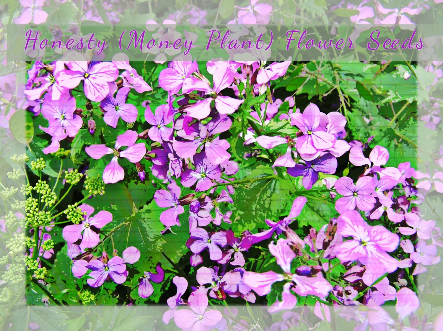 Honesty lunaria Money Plant Flower Seeds Etsy Honesty lunaria Money Plant Flower Seeds Etsy
