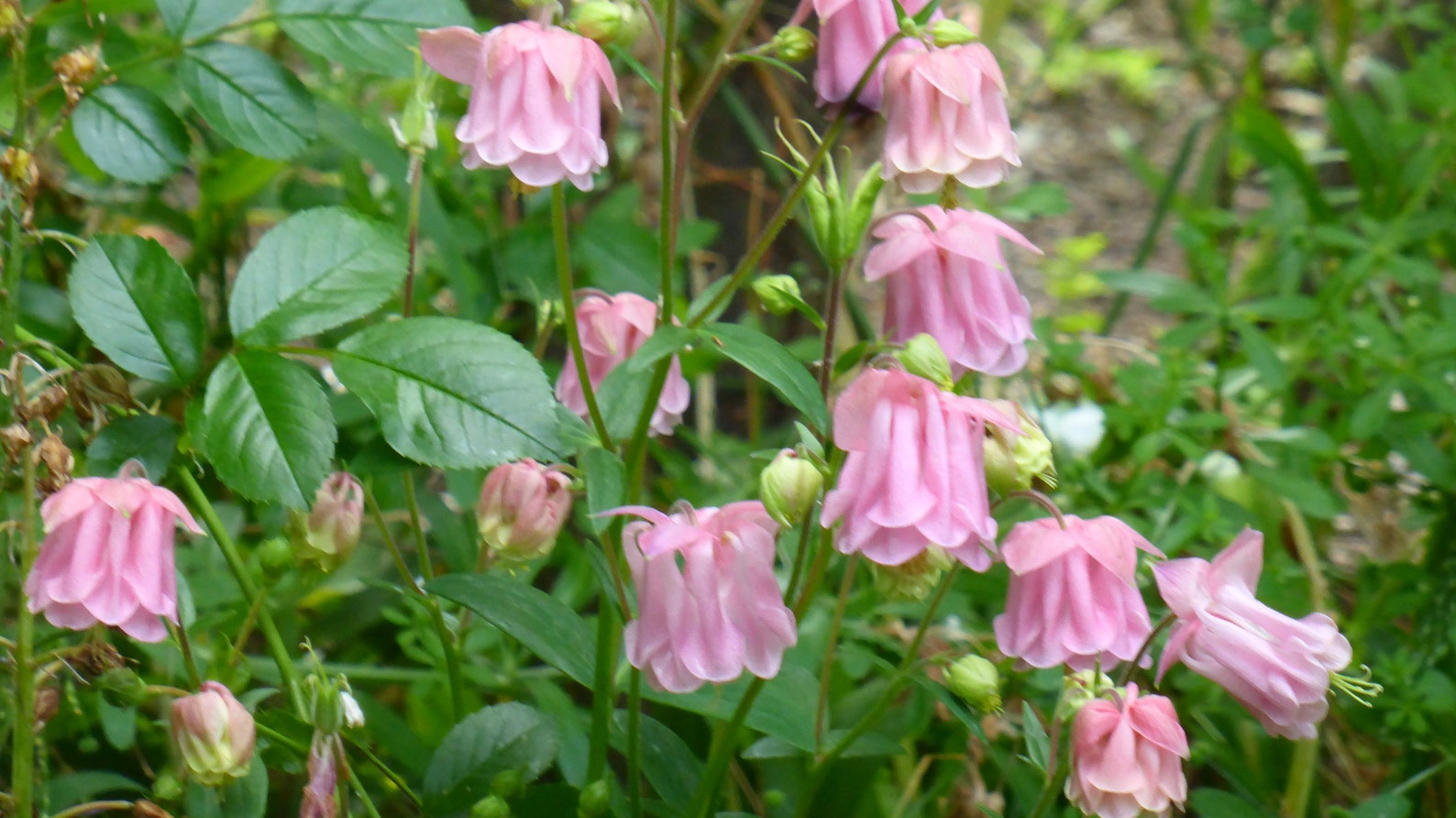 Aquilegia Granny's Columbine Rosy Pink Flower Etsy Australia