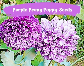 Purple Peony Poppy Flower Seeds 100 plus