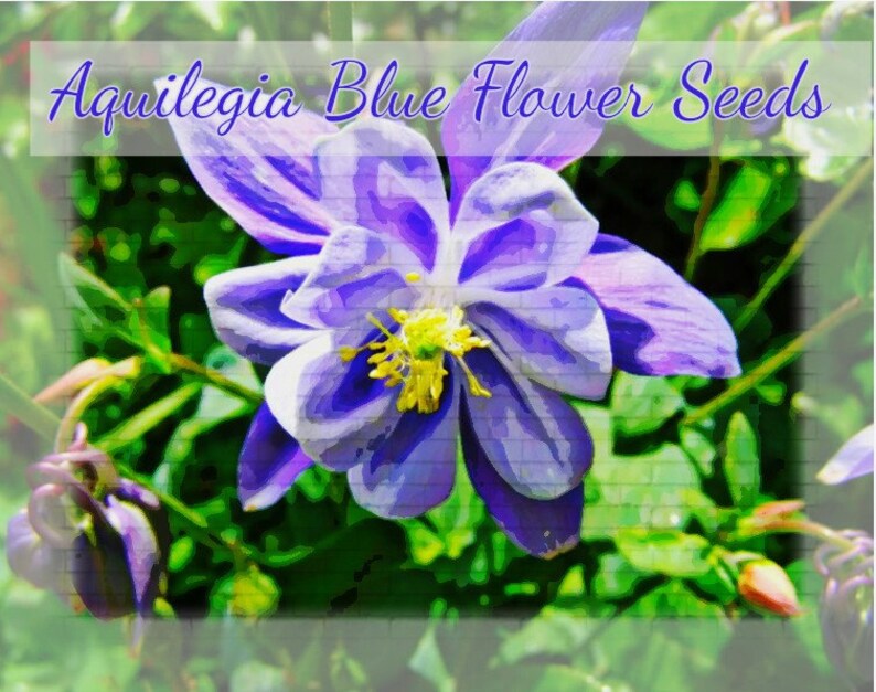 Aquilegia, Granny's Bonnet, Columbine Blue Flower Seeds image 4