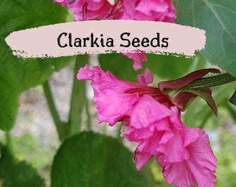 Captivating Clarkia Elegans Flower Seeds