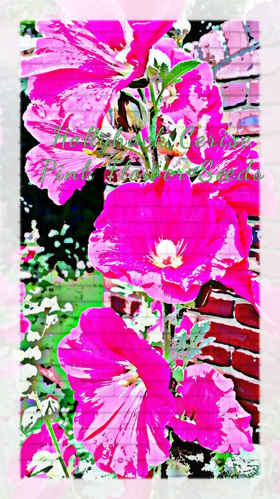 Graines De Rose Trémière Cerise Fleur Rose