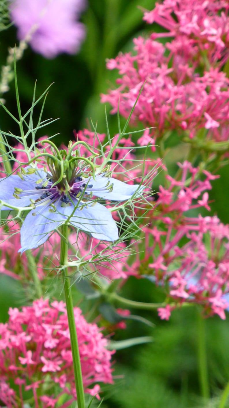 Red Valerian centranthus Ruber Kiss Me Quick Flower Seeds Etsy Australia