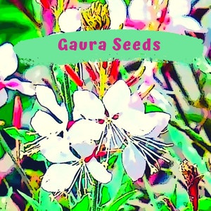 White Gaura Flower Seeds - Whirling Butterflies