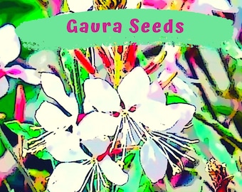 Gorgeous White Gaura Flower Seeds - Whirling Butterflies