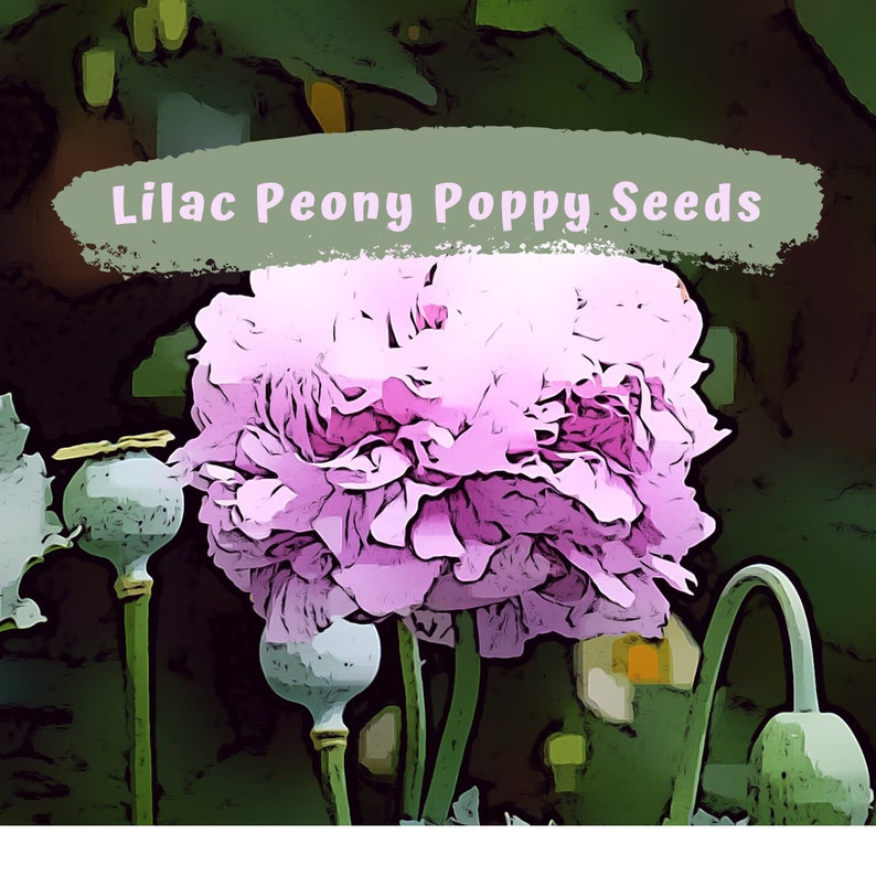 Lovely Lilac Peony Poppy Flower Seeds image 1