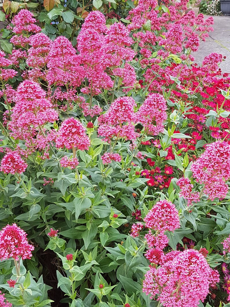 Red Valerian centranthus Ruber Kiss Me Quick Flower Seeds Etsy Australia