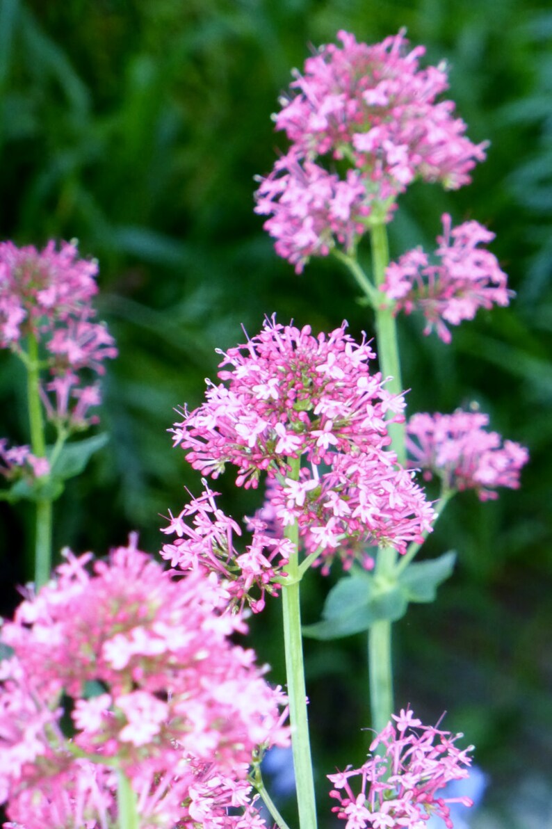 Valerian Centranthus ruber Kiss Me Quick Flower Seeds Etsy