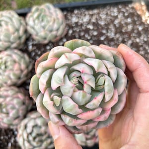 May include: Close-up of a succulent plant with layered, pale green leaves edged in pink. The plant is held in a hand, with several similar plants visible in the background, arranged in a black tray. The plants are outdoors.