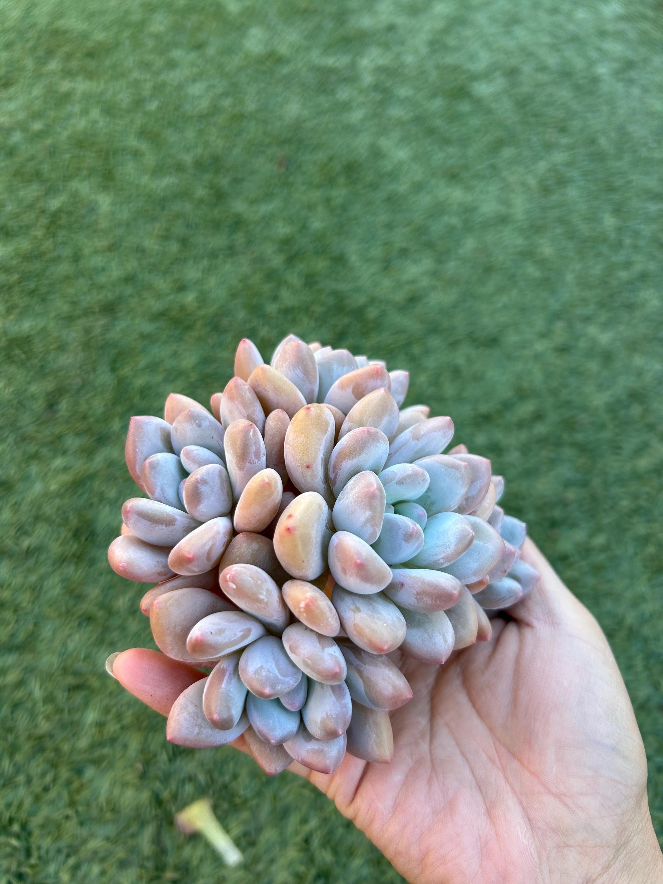 Education Directory 1955-1956, image size:2250x3000