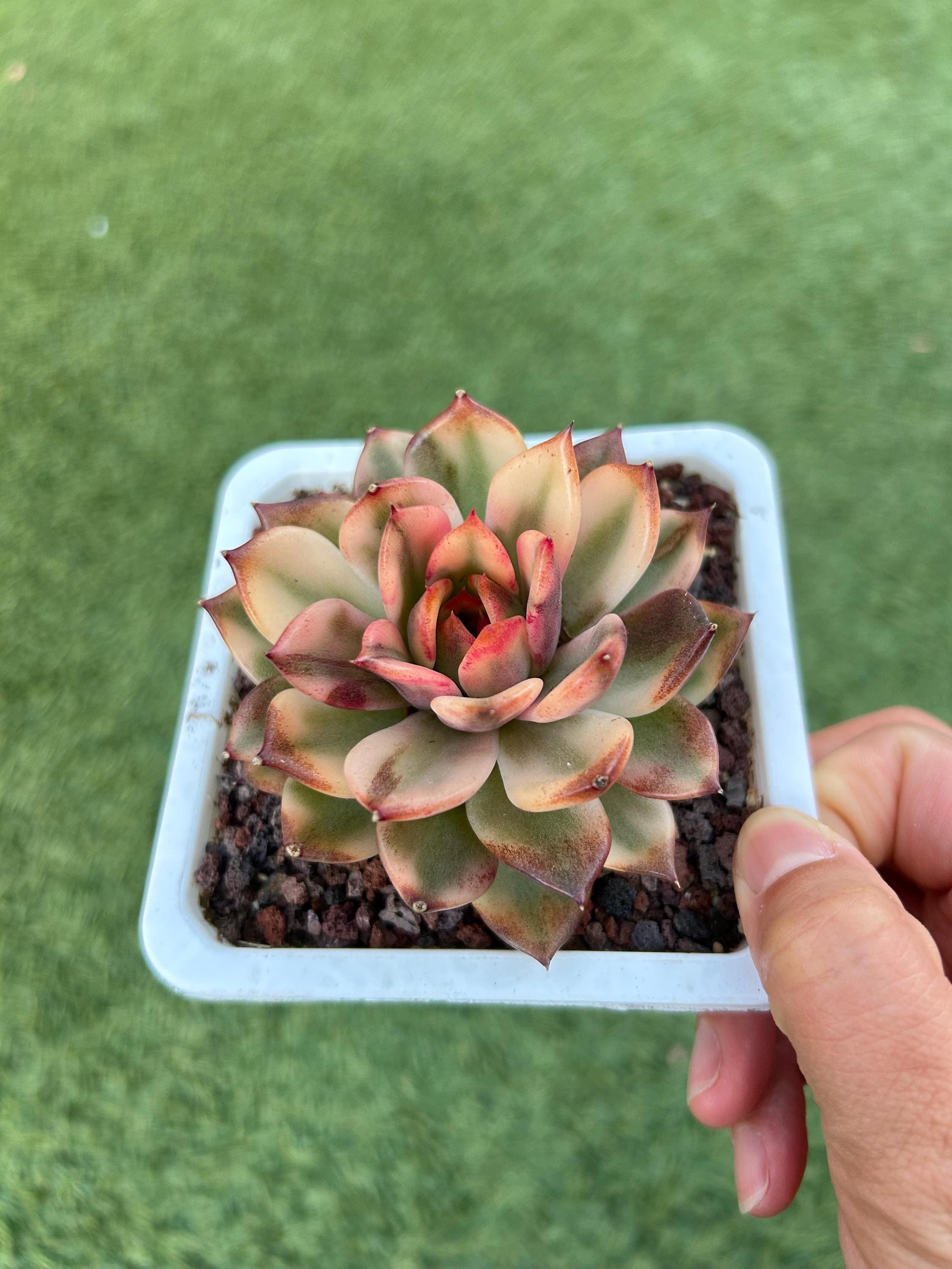 Rare Succulent Plant Echeveria Flame Mountain Variegated - Etsy