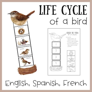 May include: Educational chart illustrating the life cycle of a bird, featuring stages labeled "huevos," "cria," "joven," and "adulto." The image includes a bird illustration and text in English, Spanish, and French.