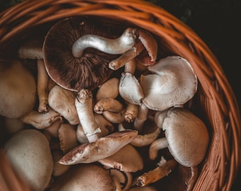Guía de identificación de hongos Agaricus
