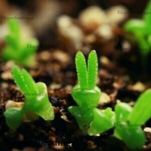 50 seeds Rare Aura succulent Beautiful Bonsai Plants in Home Garden 50 seeds Rare Aura succulent Beautiful Bonsai Plants in Home Garden