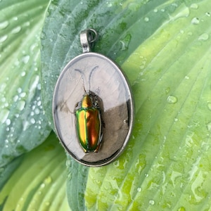 Real Metallic Royal Frog Beetle Resin Pendant - Nature Oddity Jewelry