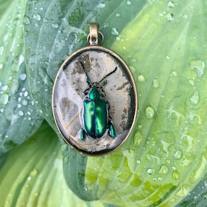 Real Metallic Royal Frog Beetle Resin Pendant - Nature Oddity Jewelry