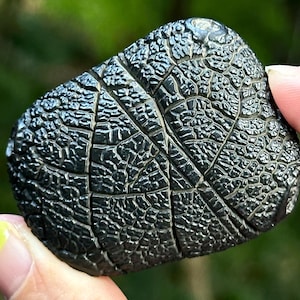Natural Guijia Pattern Viewing Stone Handheld Scholar Stone Xuanjia Spirit Eyes Turtle Shell Stone Chenzhou Hunan China Collectible