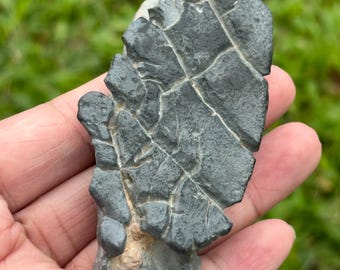 Une feuille, une richesse infinie · Pièce de poche en pierre de Lingbi | Érudit motif carapace de tortue | Pierre de collection naturelle (prix final)