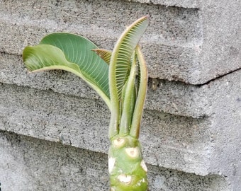 Plumeria Frangipani Cutting Live Plant (1 Rooted) - Mystery Rare Color 10-12"