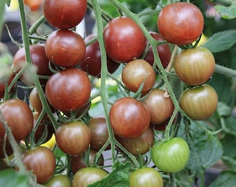Tomato azteca blackie 25 seeds
