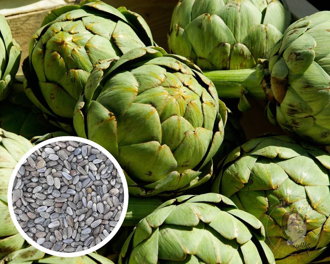 50 Artichoke Green Globe Seeds Heirloom Nongmo Etsy