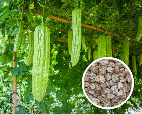10+ Chinese Bitter Gourd, Bitter Melon Seeds Non-GMO