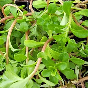 Purslane Edible - Kuab Nplais Taub Hmong Tshuaj Herbs Starter Live Plant (1- 2.5" pot)