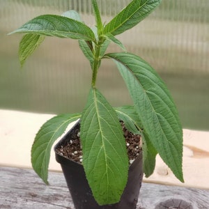 Eisholtzia Pendulifora - Zej Ntshua Ntuag Hmong Tshuaj Herbs Starter Live Plant (1- 2.5" pot)