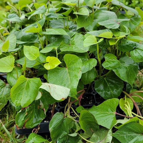 Japanese Sweet, Red Skin Yellow Flesh Potato Starter Live Plants (4 Rooted Slips)